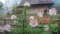 Pohon kunang-kunang (dok. Brama Danuwinata Ramadhan/ACI)
