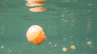 Ubur-ubur di Danau Kakaban (sumber: article.wn.com)