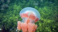 (sumber: fkpmt-wisataindonesia.blogspot.com)