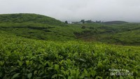 Kebun Teh Kayu Aro