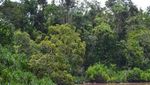 Kesempurnaan Kalimantan di Taman Nasional Tanjung Puting