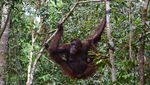 Kesempurnaan Kalimantan di Taman Nasional Tanjung Puting