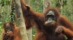 Kesempurnaan Kalimantan di Taman Nasional Tanjung Puting