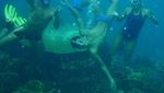 Ketagihan Free Dive di Perairan Derawan