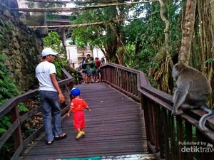 Ketemu Monyet-monyet Lucu di Ubud