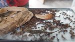 Ketemu Reptil-reptil Lucu di Ancol