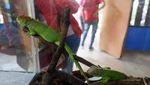 Ketemu Reptil-reptil Lucu di Ancol