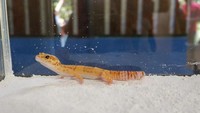 Tokek atau gecko