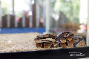 Ketemu Reptil-reptil Lucu di Ancol