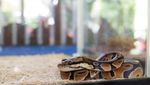 Ketemu Reptil-reptil Lucu di Ancol
