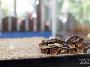 Ketemu Reptil-reptil Lucu di Ancol