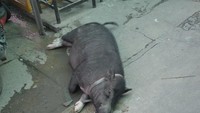 Seekor babi yang tertidur pulas, babi ini hewan peliharaan salah satu warga di sana.