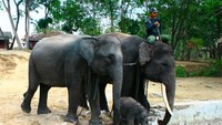 3 Gajah terlatih (Abner Krey/ACI)
