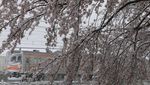 Ketika Salju Menyelimuti Bunga Sakura di Tokyo