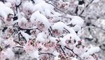 Ketika Salju Menyelimuti Bunga Sakura di Tokyo