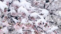 Bunga sakura yang mulai mekar pada awal musim semi masih tertutup salju.