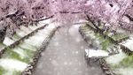 Ketika Salju Menyelimuti Bunga Sakura di Tokyo
