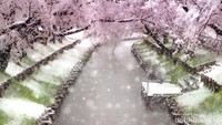 Sakura di Tochigi, Ibaraki, Saitama, Chiba, dan Kanagawa juga tertutup salju.