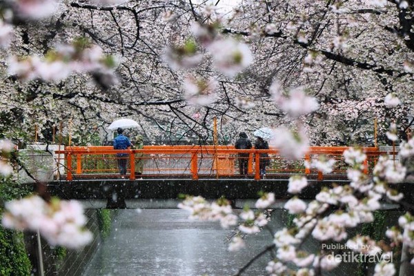 Hujan salju menutupi bunga sakura yang mulai mekar di Meguro River