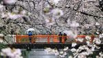 Ketika Salju Menyelimuti Bunga Sakura di Tokyo