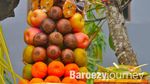 Keunikan Galungan di Bali