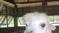 Memberi makan Alpaca di Primo Piazza