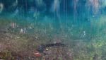 Kisah Belut Apu, Nenek Moyang Orang Sumba di Danau Laputi