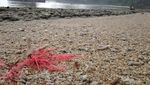 Kisah Burung Merak & Mandi Tanpa Busana di Pantai Kondang Merak