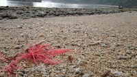 butiran pasirnya yg besar
