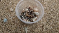 pasir dan keong