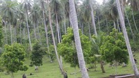 pohon cengkeh di sekitar pohon kelapa