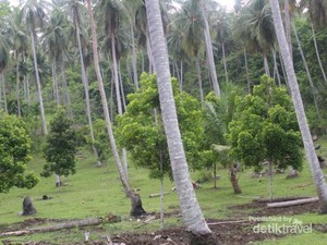 Kisah Cengkeh & Sejarah Pelabuhan Bebas di Sabang