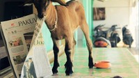 kambing yang makan kertas