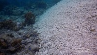 Penampakan dari dasar laut