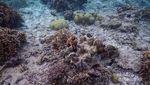 Kisah Miris Dibalik Menawannya Gundukan Pasir di Pulau Moyo