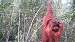 Kisah Orangutan yang Hampir Perkosa Seleb Julia Robert