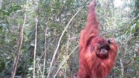 Candra, orangutan di Camp Tanjung Harapan