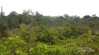 Tutupan hutan Taman Nasional Tanjung Puting