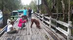 Kisah Orangutan yang Hampir Perkosa Seleb Julia Robert