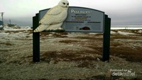 Birnirk Site, situs sejarah tempat cikal bakal penduduk Inupiat Eskimo.
