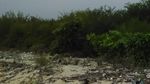 Kisah Pilu Si Cantik Pulau Menjangan Bali