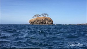 Kisah Pulau di Bima yang Dihuni Ratusan Ular Berbisa