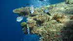 Kisah Pulau yang Disucikan di Bali