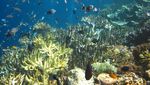 Kisah Pulau yang Disucikan di Bali