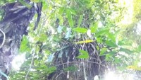 Makam pohon yang khusus untuk jenazah bayi