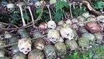 Kisah Tengkorak Manusia di Desa Trunyan Bali