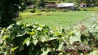 Pemandangan Desa Trunyan yang memanjakan mata