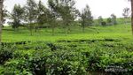 Kisah Tragis di Balik Keindahan Curug Orok, Garut