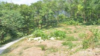 Hutan Karet
