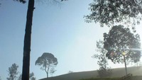 Hiasan perkebunan teh indah di pagi hari